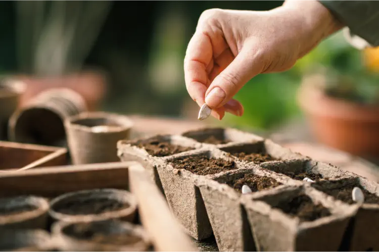 Seed Sowing For Beginners: A Step-By-Step Guide